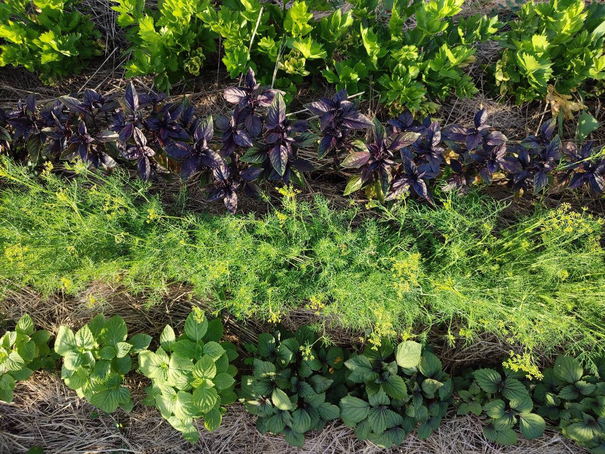 Planche de plantes aromatiques vue de dessus : Basilic, aneth, shiso bicolore, shiso vert